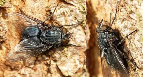 Réf. 200 522 : Calliphora vicina